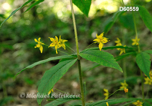 Whorled Loosestrife (Lysimachia quadrifolia)